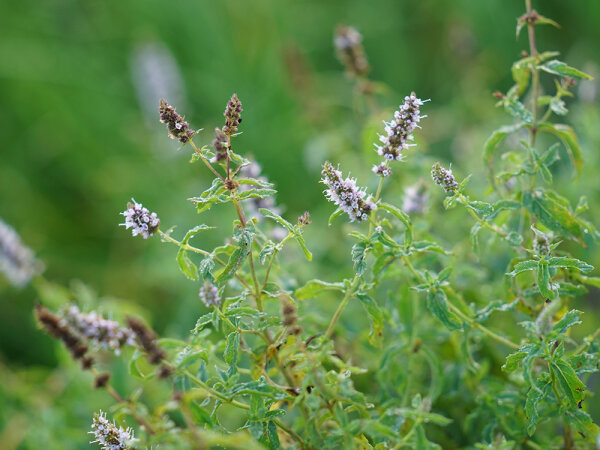 Mentha spec. Hülya