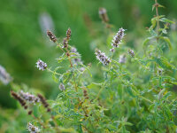 Mentha spec. Hülya