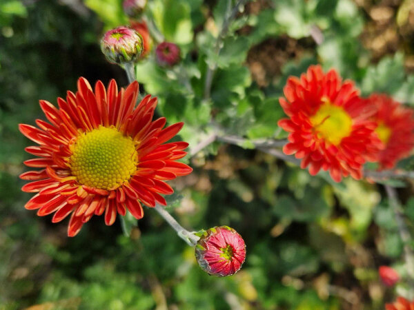 Chrysanthemum (Indicum-Gruppe) Polka