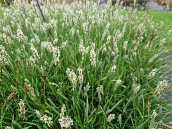Sesleria Greenlee Hybrid