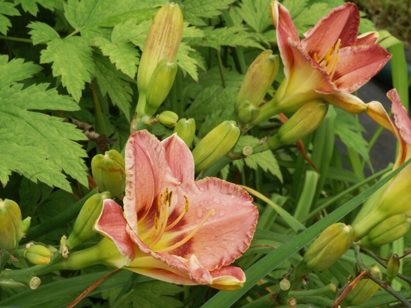 Hemerocallis Hybr. Always Afternoon P1