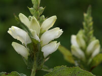 Chelone obliqua Alba P1