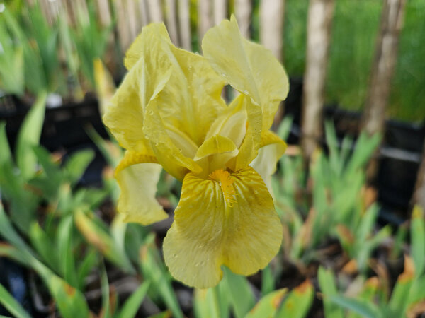 Iris barbata-elatior Buttered Popcorn