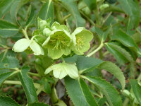 Helleborus argutifolius Green Dwarf