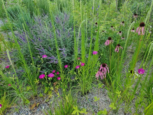 Staudenpaket PRAIRIE SUMMER BLOOM