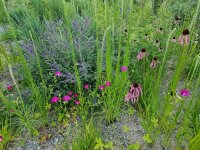 Staudenpaket PRAIRIE SUMMER BLOOM